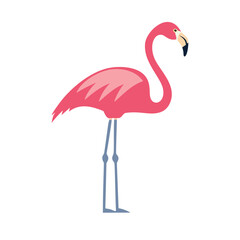 pink flamingo isolated on white