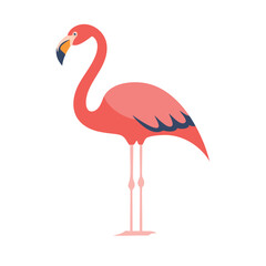 pink flamingo isolated on white