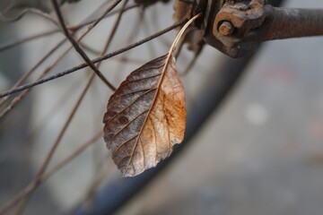 Fallen Leaf Nestled in Bicycle Spokes During a Quiet Autumn Afternoon in the Park Generative AI