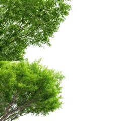 Lush Green Canopy from Vibrant Trees with Thick Foliage That Creates a Natural Shade in a Bright Sunny Day During Spring Season