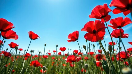 Naklejka premium Vibrant red poppies bloom in a verdant field under a clear blue sky during summer day.