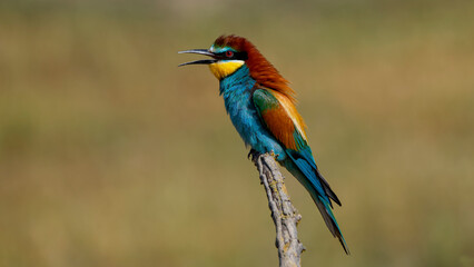 bee eater perched on a branch