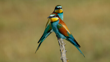 two bee eater perched on a branch