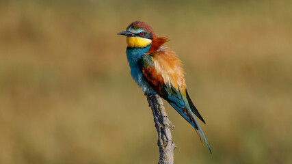 bee eater perched on a branch