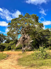 Tree growing near a large rock in a sunny tropical savanna landscape.