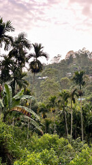Tropical hillside landscape with palm trees, dense greenery, and scattered mountain houses.