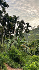 Tropical hillside landscape with palm trees, dense greenery, and scattered mountain houses.