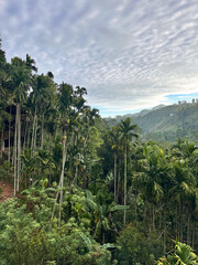 Panoramic view of a lush tropical valley with tall palm trees and mountains.