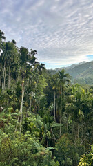 Panoramic view of a lush tropical valley with tall palm trees and mountains.