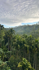 Panoramic view of a lush tropical valley with tall palm trees and mountains.
