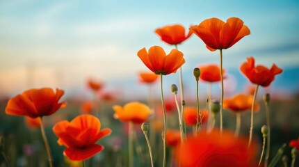 Obraz premium Vibrant orange poppy flowers sway gently against a soft blue sky at golden hour creating serenity