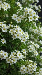 A profusion of miniature white flowers adorns a verdant sprig, botany, small