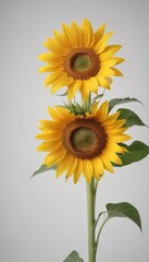 Obraz premium A single vibrant sunflower isolated on pure white , stock photo, white background, vibrant