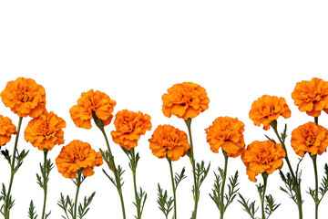 Orange marigold flowers with green stems isolated on transparent background