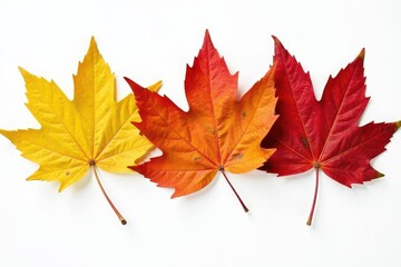 Crisp autumn leaves, various colors, isolated on pure white , graphics, dried, nature
