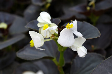 Beautiful white Begonia (Begonia Semperflorens) flowers in the park, Closeup view of angel wing...