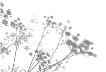 The shadow of an anise bush on a white wall. A black and white image to overlay on a photo or mockup