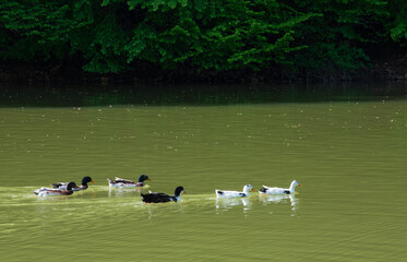 ducks on the lake