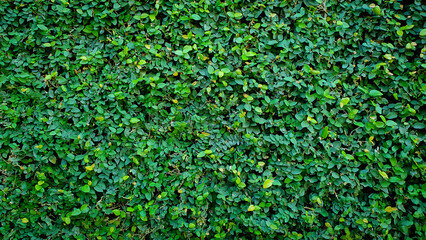Green leaf pattern background. Backdrop with texture of ficus leaves on the wall. Climbing or Creeping fig.