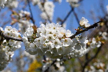 Sweet white flowers blooming cherries, cherry in the spring garden. Delicate white blooming cherry flowers in the spring garden. Blossoming fruit tree.