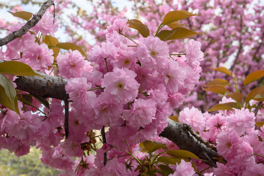 Pink flowers sakura on a branch of blooming cherry. Japanese cherry blossoms in the springtime garden. Beautiful spring tree. - Powered by Adobe
