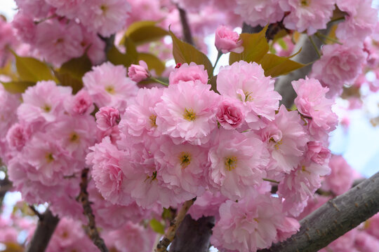 Pink flowers sakura on a branch of blooming cherry. Japanese cherry blossoms in the springtime garden. Beautiful spring tree.
