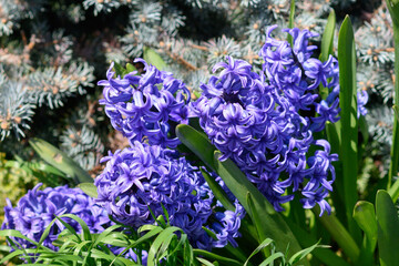 Blue Hyacinthus in the spring garden. A bulbous ornamental flowering plant. Flowers with a strong aroma.