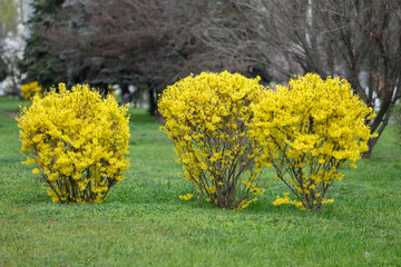 Forsythia is a genus of flowering plants in the olive family Oleaceae. Deciduous flowering shrub with bright yellow flowers. Spring flowering shrub.