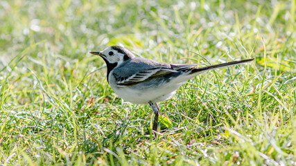 bird on the grass