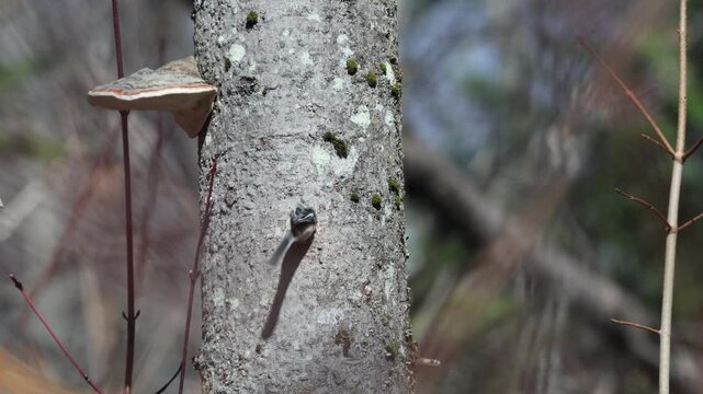 Une m&eacute;sange &agrave; t&ecirc;te noire fait son nid dans le tronc d'un arbre.