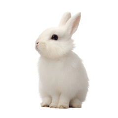 Obraz premium A sweet and fluffy white bunny rabbit sits on a white background, its cute and inquisitive look fills you with joy. The bunny has soft fur, big ears, and adorable eyes.