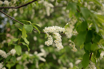 Close-up of blooming bird cherry tree with white flowers and green leaves in spring. Natural floral background with soft light and shallow depth of field.