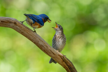 A fledgling bluebird being feed by a parent