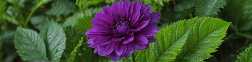 A vibrant purple flower blossoms atop lush green leaves , petals, wildflower