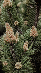 close-up of mountain pine branches vertical