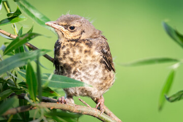 nestling thrush the Fieldfare...