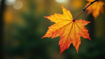 Aspen leaf clinging to pine branch, autumn colors, image, image