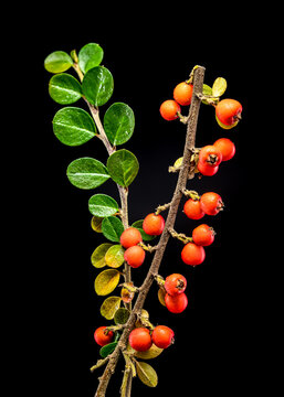 Cotoneaster Branch with Red Berries on black background