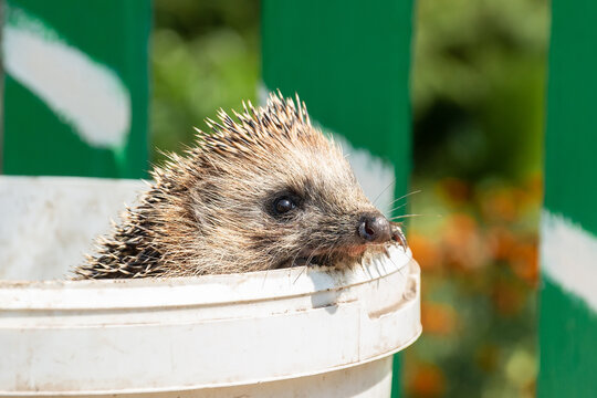 hedgehog on the grass.