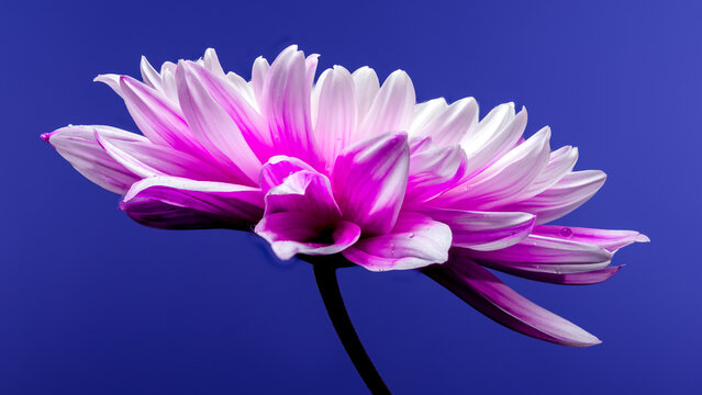Pink Chrysanthemum on blue Background