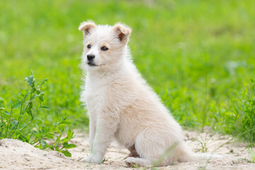 a small red puppy on a dark background.