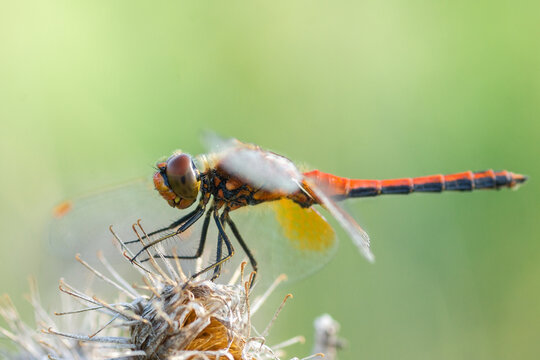 Dragonfly on a stick.