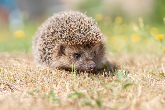 hedgehog on the grass..
