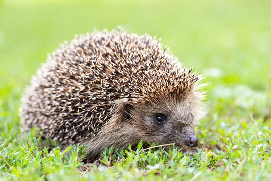 hedgehog on the grass...