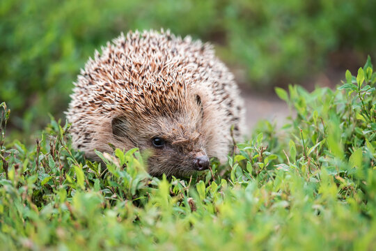 hedgehog on the grass..