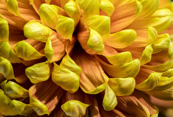 Yellow golden autumn Chrysanthemum macro photography