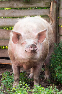 Pig farming raising and breeding of domestic pigs.