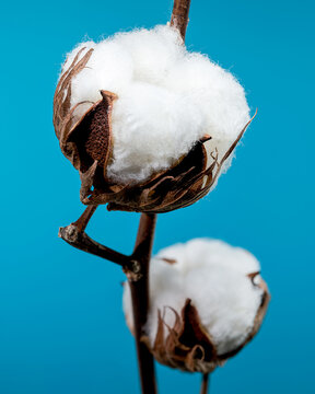 Cotton Bolls on Branch on blue background
