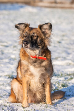 cute red with white dog mongrel on a winter background...
