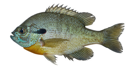 Fototapeta premium Isolated Detailed Bluegill Fish